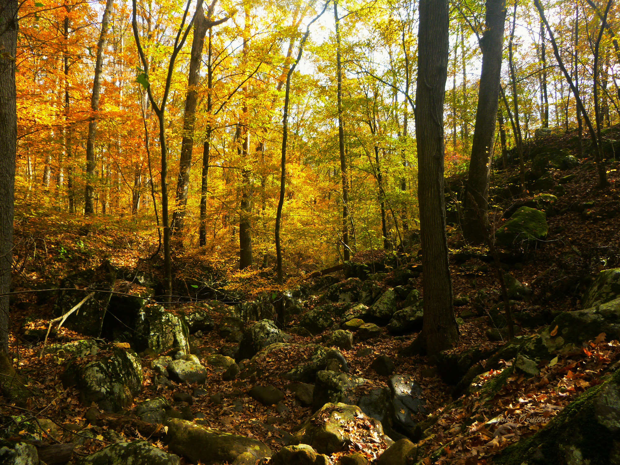 Golden Backdrop of Fall